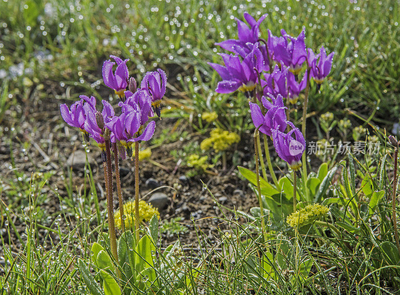 少花报春花(Primula pauciflora)或十二香报春花(Dodecatheon pulchellum)，俗称漂亮流星、少花流星、暗喉流星和草原流星。黄石国家公园，怀俄明州。